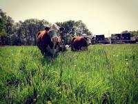 Koeien in Almelo